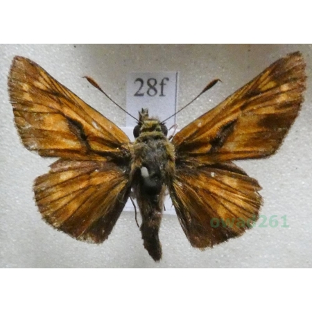 Ochlodes sylvanus (Esper, 1777) Karłątek kniejnik Czech28fn